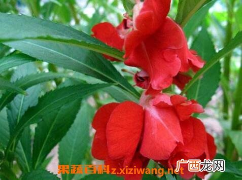 指甲花的功效与作用 指甲花的药用价值