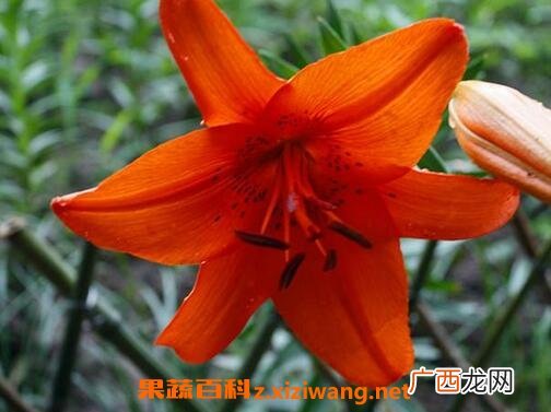 金百合花的作用与功效