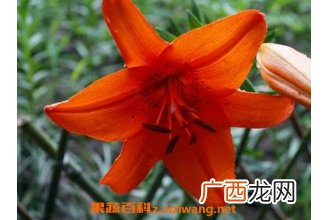 金百合花的作用与功效