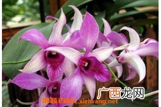 金钗石斛花的功效与作用