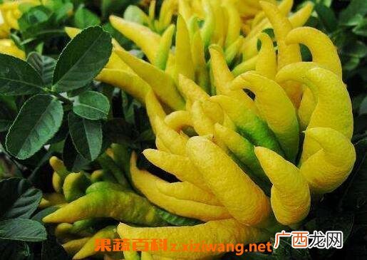 金佛手花的功效与作用