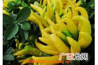 金佛手花的功效与作用