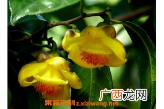 金花的功效与作用 金花的药用价值