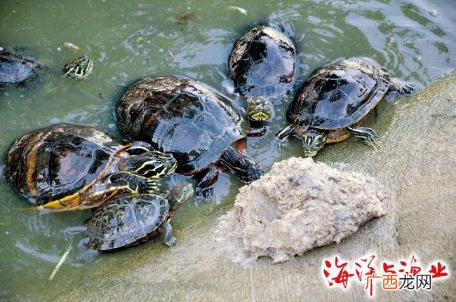 大型乌龟养殖场 安徽那里有乌龟养殖场
