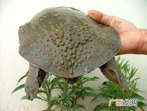 大型乌龟养殖场 安徽那里有乌龟养殖场