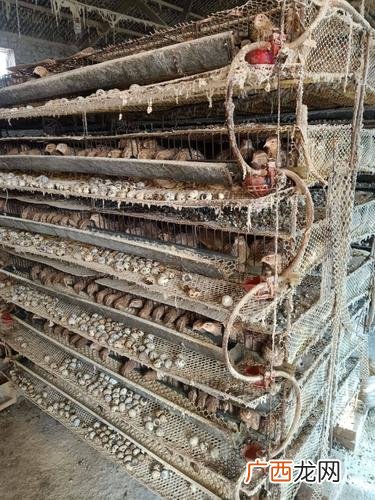 养鹌鹑需要办什么证件 鹌鹑养殖需要什么疫苗