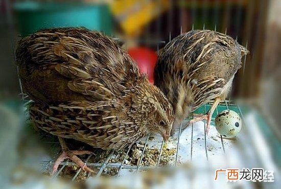 养鹌鹑需要办什么证件 鹌鹑养殖需要什么疫苗