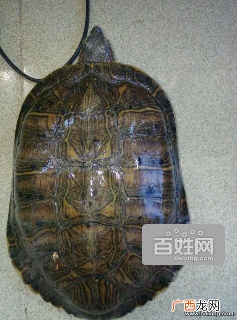 草龟和巴西龟哪个好 巴西龟温室养殖基地