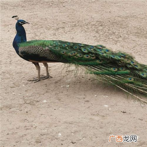 农民可以养孔雀吗 白孔雀可以养殖吗