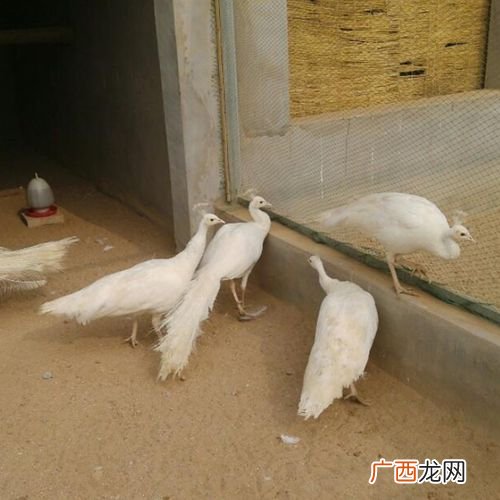 农民可以养孔雀吗 白孔雀可以养殖吗
