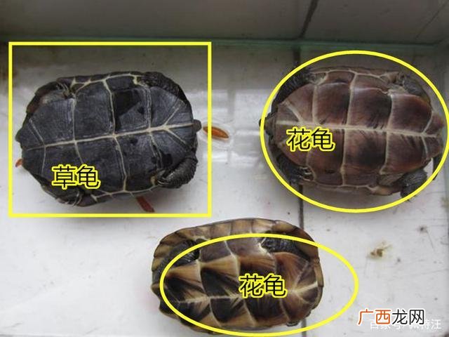 黄缘闭壳龟养殖技术视频 斑点龟养殖技术