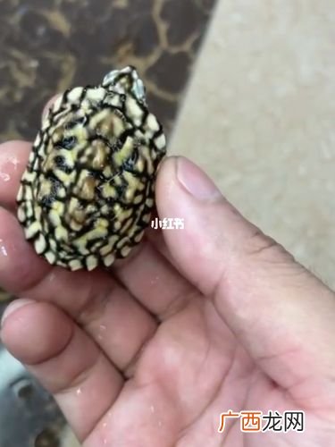 黄缘闭壳龟养殖技术视频 斑点龟养殖技术