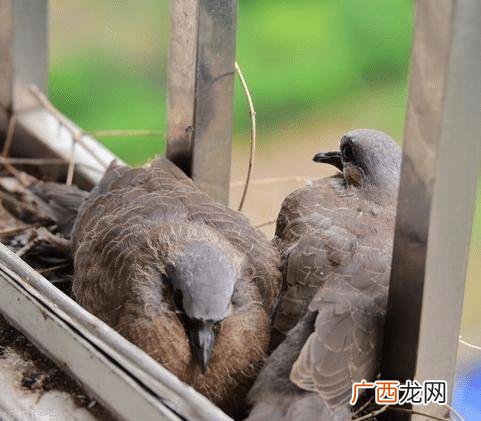 斑鸠养殖基地在什么地方 斑鸠鸟养殖场怎么建