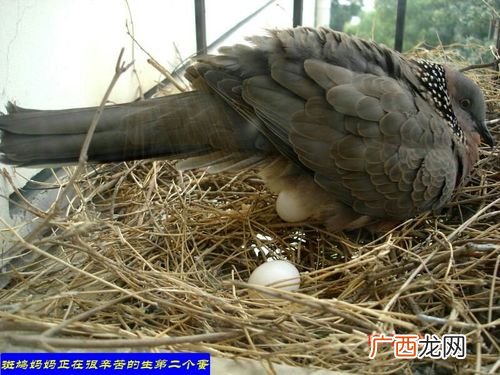 斑鸠养殖基地在什么地方 斑鸠鸟养殖场怎么建
