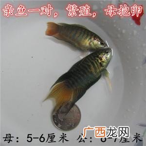 女美月的养殖方法和注意事项 半月养殖