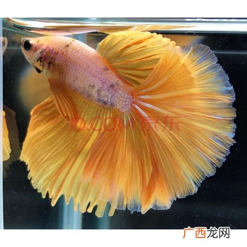 女美月的养殖方法和注意事项 半月养殖