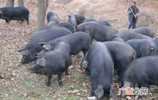 北京黑猪适合留母猪吗 北京黑母猪养殖中心