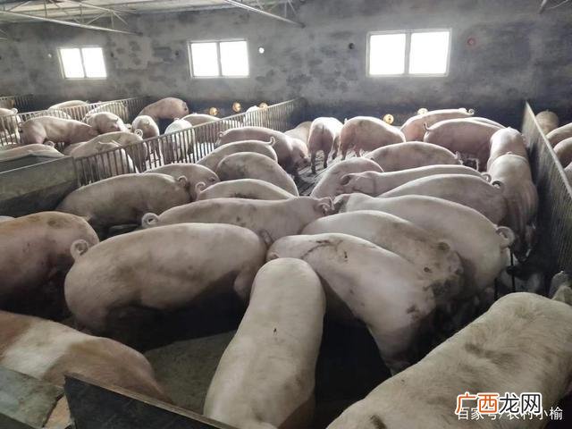 标准化规模养殖场建设标准 标准化养殖有哪些要求