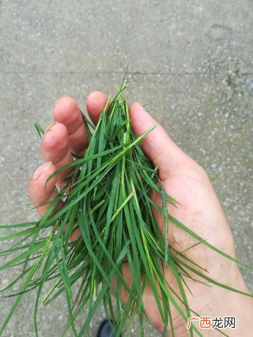 草鱼的养殖 草鱼养殖专用青草品种