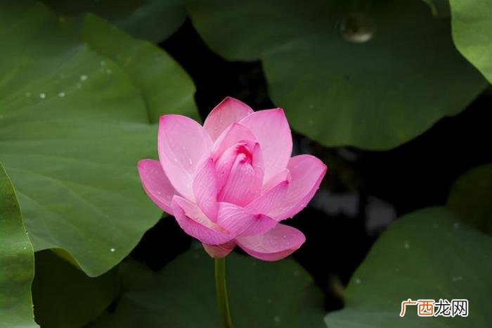 婆婆怎么做婆媳关系好，只要婆婆能做好这几件事
