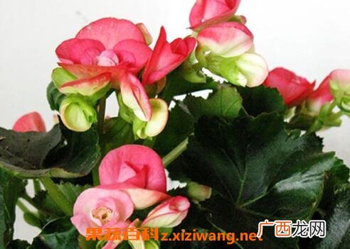 竹节秋海棠花的养殖方法