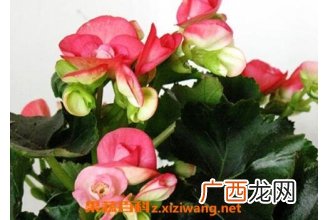 竹节秋海棠花的养殖方法