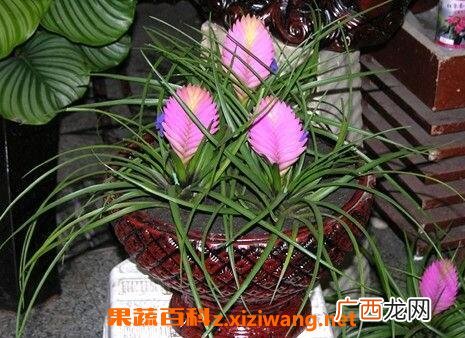 紫花凤梨怎么养 紫花凤梨养殖方法技巧
