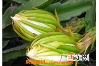 霸王花的功效与作用 霸王花的药用价值