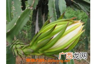 七星剑花的功效与作用
