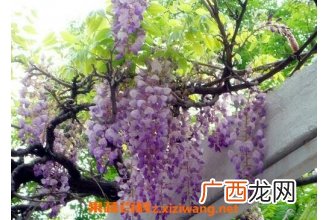 紫藤花怎么种植 紫藤花的养殖方法