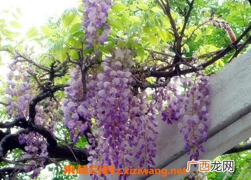 紫藤花怎么种植 紫藤花的养殖方法