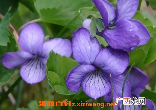 紫罗兰花图片 紫罗兰花怎么养