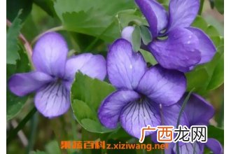 紫罗兰花图片 紫罗兰花怎么养