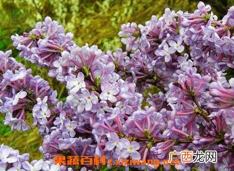 九龙花的功效和药用价值