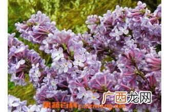 九龙花的功效和药用价值