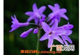 紫娇花怎么繁殖 紫娇花的养殖方法