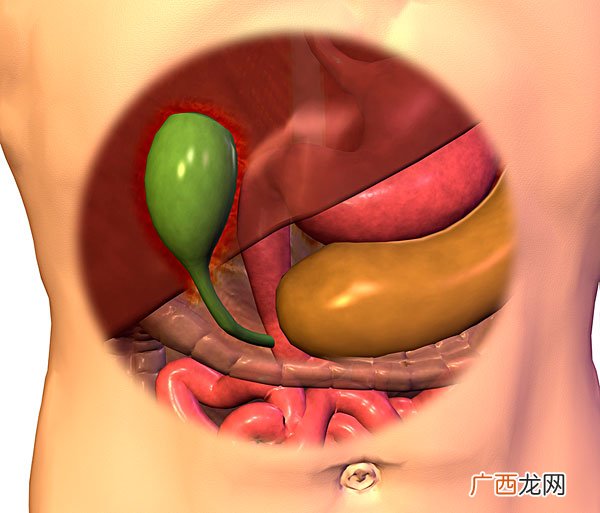 胆汁都有哪些作用