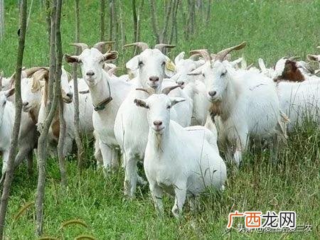 空房间养殖什么挣钱快,养殖成本低见效快