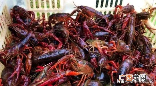 空房间养殖什么挣钱快,养殖成本低见效快