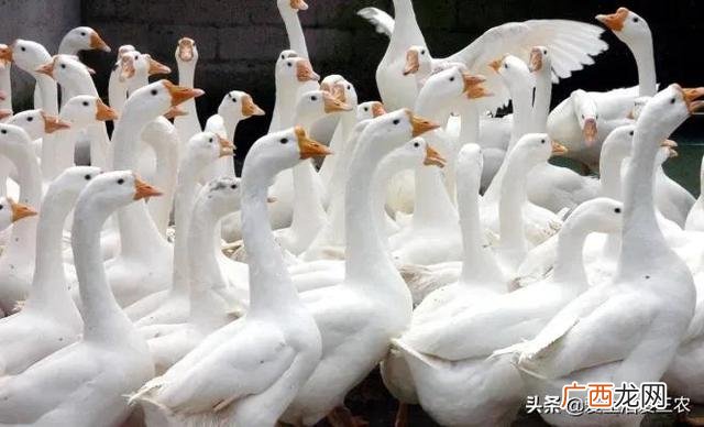 空房间养殖什么挣钱快,养殖成本低见效快