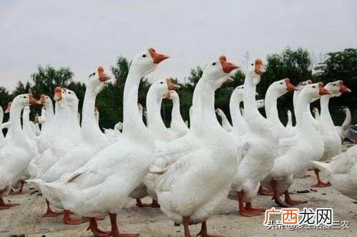 空房间养殖什么挣钱快,养殖成本低见效快