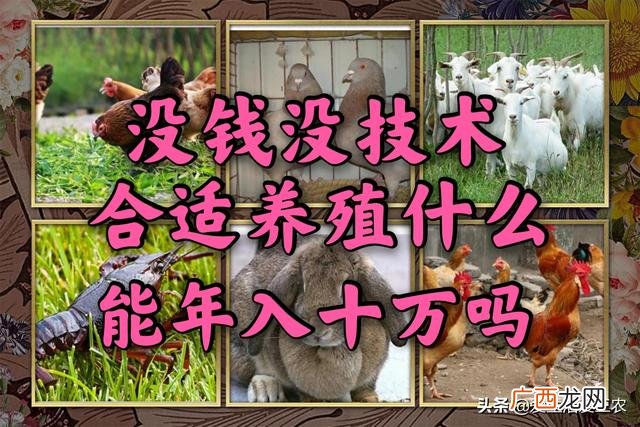 空房间养殖什么挣钱快,养殖成本低见效快