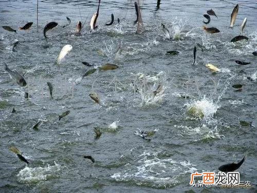 空房间养殖什么挣钱快,养殖成本低见效快