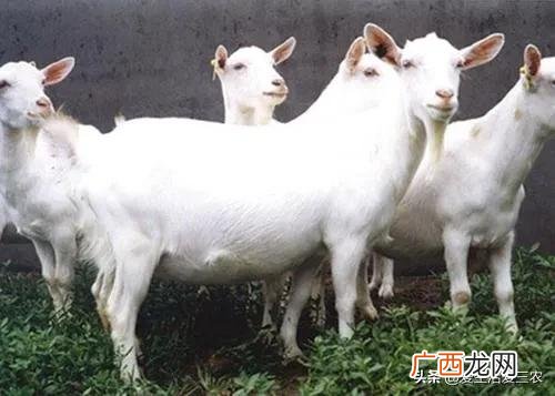 空房间养殖什么挣钱快,养殖成本低见效快
