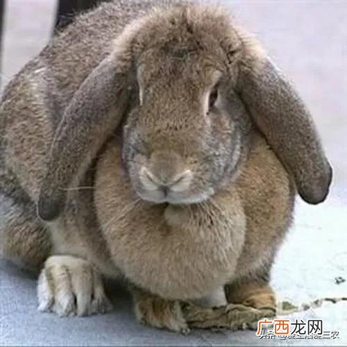 空房间养殖什么挣钱快,养殖成本低见效快