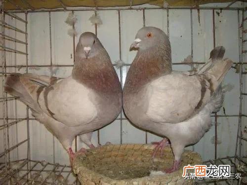 空房间养殖什么挣钱快,养殖成本低见效快