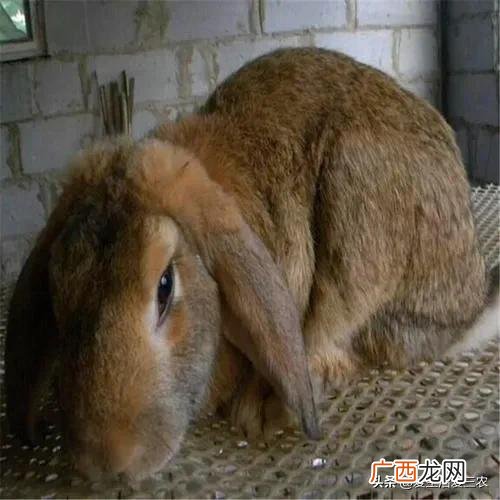 空房间养殖什么挣钱快,养殖成本低见效快