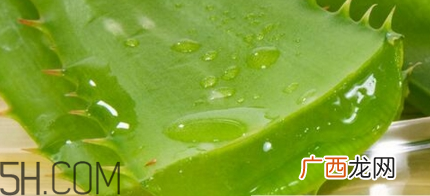 芦荟胶可以敷一晚上吗？芦荟胶堵塞毛孔的错误用法