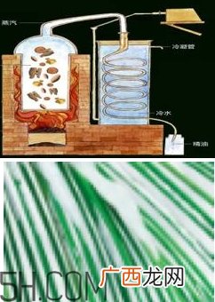 自然堂雪松精油怎么样？雪松御龄绽放年轻光彩