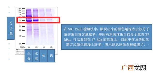 过敏可以吃生蚝、牡蛎吗